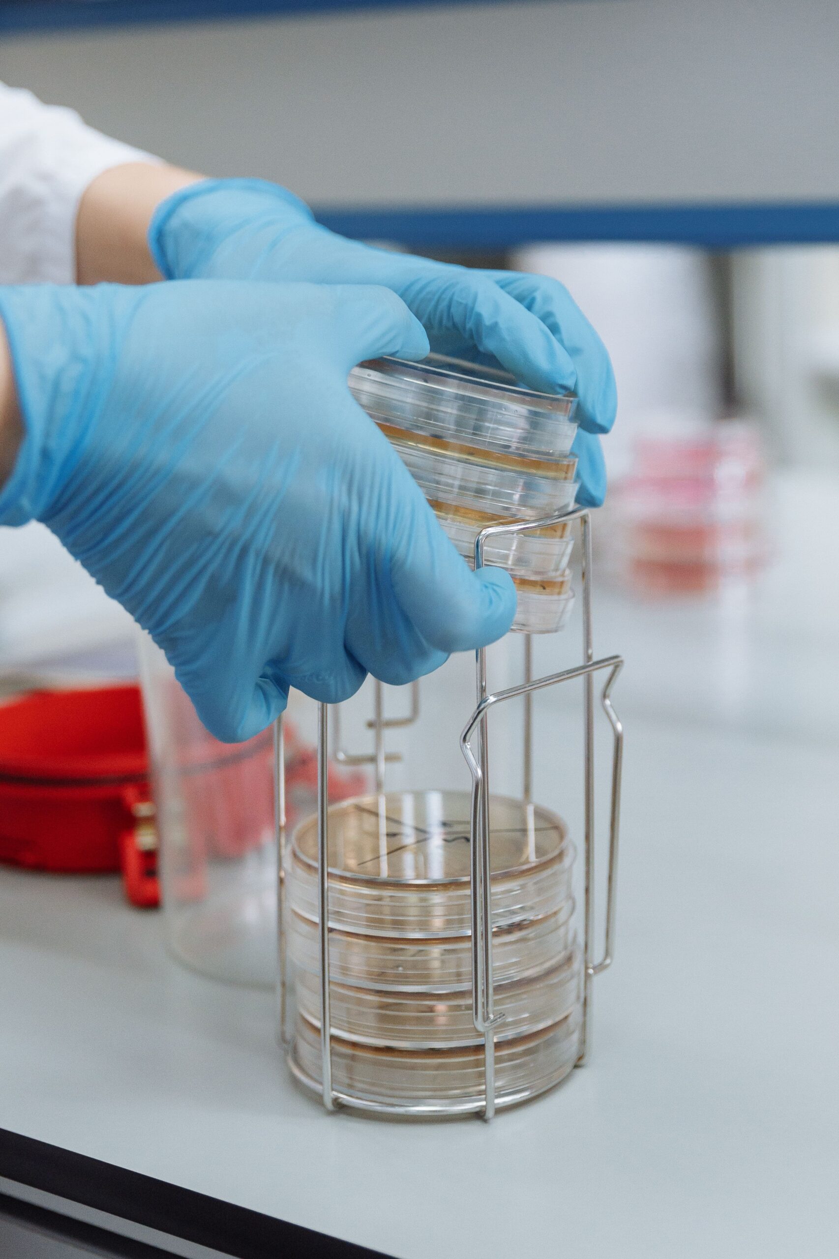 Gloved hands handling stacks of Petri dishes at a laboratory bench